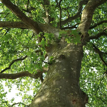 Charmantes Chateau Lichter - Burghaus Villa Liessem