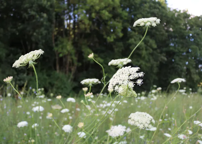 Charmantes Chateau Lichter - Burghaus Villa *